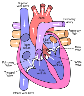 Blood Pressure – What it really means.