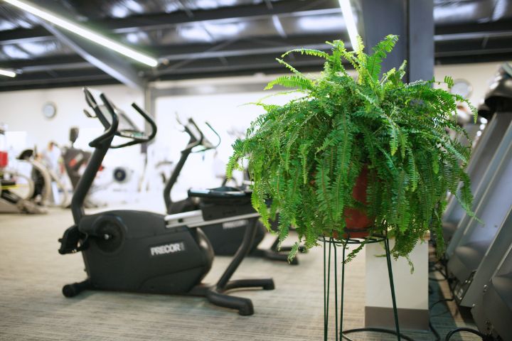 Fresh green ferns bathed in natural sunlight with Precor recumbents in background and plenty of space and no crowds